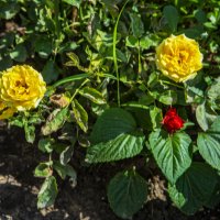 Розы :: Анатолий Чикчирный