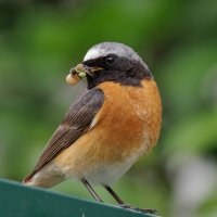 Горихвостка обыкновенная :: Sergey38 