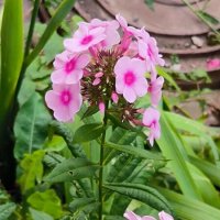 Флоксы. :: Ольга 