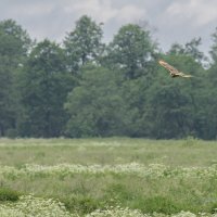 сова болотная. :: юрий макаров сова болотная. :: юрий макаров