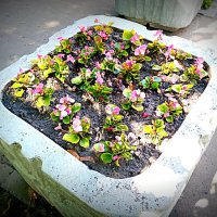 Цветы. :: Владимир Драгунский