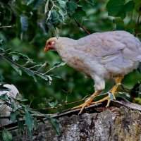 На птичьем дворе... :: Николай Саржанов На птичьем дворе... :: Николай Саржанов
