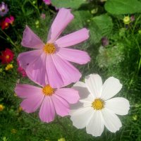 Космеи :: Елена Семигина