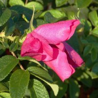 Первые заморозки :: Фотогруппа Весна