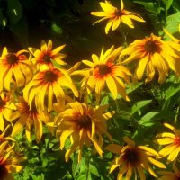 Летние :: Елена Семигина Летние :: Елена Семигина