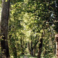 Аллея Анны Керн :: Олег Зоркий