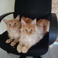 Два котобрата)) :: Павел Fotoflash911 Никулочкин