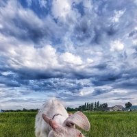 Коза :: Оксана Н.