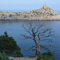 Природа Крыма :: Amazing Cosmea