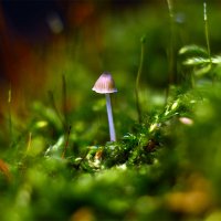Живой  мох :: Геннадий Супрун