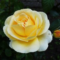 Роза :: Рита Симонова