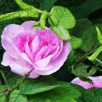 Роза :: Рита Симонова