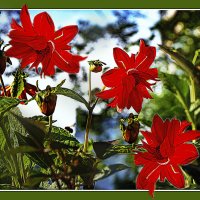 Лето 25 :: Владимир Кроливец Лето 25 :: Владимир Кроливец