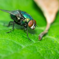A fly on a leaf | 3 :: Sergey Sonvar