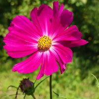 Космея :: Валентина Богатко 