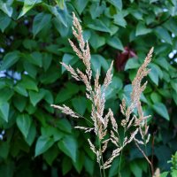 Колосок :: Светлана 