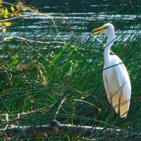 большая белая цапля :: gawrilа - dan