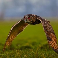 Виргинский филин :: Aleksey Afonin