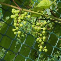 Зреет, зреет виноград, с каждым днём спелее, кто-то будет сыт и рад, кто-то не успеет… :: Freddy 97