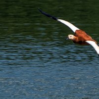 Огарь. :: Владимир Безбородов Огарь. :: Владимир Безбородов