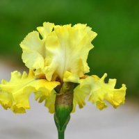 Лето в Ботаническом. Июнь. :: Наташа *****