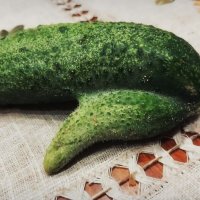 ---Nature"s jokes--- :: AL Reborn 