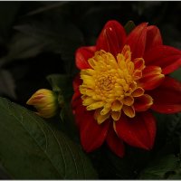 цветок :: ставил 