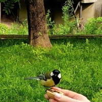 На орешке. :: Александр Кондаков