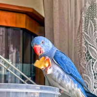 КУСОЧЕК   СЫРА :: Анатолий Малобродский