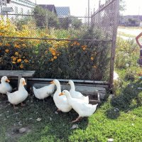 Вот моя деревня. :: Венера Чуйкова