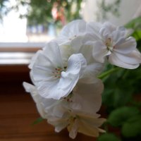 Мой дом. :: Венера Чуйкова