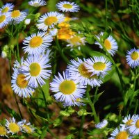 Мелколепестник :: Наталья Лакомова