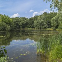 Пруд. :: Сергей Фомичев