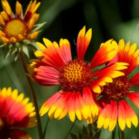 Летние картинки :: IRinA*** Летние картинки :: IRinA***