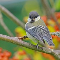 ...пока маленький ещё... :: Andrey Bragin ...пока маленький ещё... :: Andrey Bragin