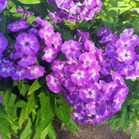 Флокс :: Сапсан 