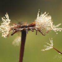 *** :: Елена Kазак (selena1965)