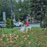 Девушка идёт по летнему скверу :: Татьяна Машошина