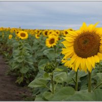 подсолнушки :: Николай Иванович Щенов подсолнушки :: Николай Иванович Щенов