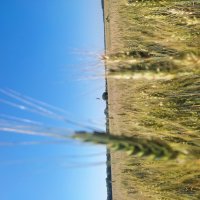 Июль :: Ильдар Аббясов