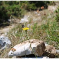 "друзья" :: Светлана Баталий "друзья" :: Светлана Баталий