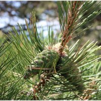 сосновые :: Светлана Баталий сосновые :: Светлана Баталий