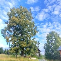 Липа :: Ольга Конькова