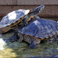 Азия на Манежке :: Михаил Бибичков