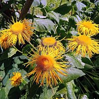 Цветы. :: Владимир Драгунский Цветы. :: Владимир Драгунский