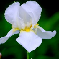 Июнь в Ботаническом... :: Наташа ***** Июнь в Ботаническом... :: Наташа *****