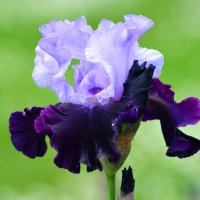 Июнь в Ботаническом... :: Наташа *****