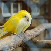 ЖЕЛТЫЕ_НАХОХЛЕЛИСЬ :: Сергей Янович Микк ЖЕЛТЫЕ_НАХОХЛЕЛИСЬ :: Сергей Янович Микк