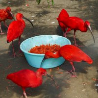 КРАСНЫЕ_ЗА_КРАСНЫМ :: Сергей Янович Микк