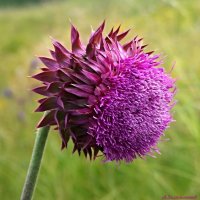 И чертополох бывает красивым! :: Андрей Заломленков И чертополох бывает красивым! :: Андрей Заломленков